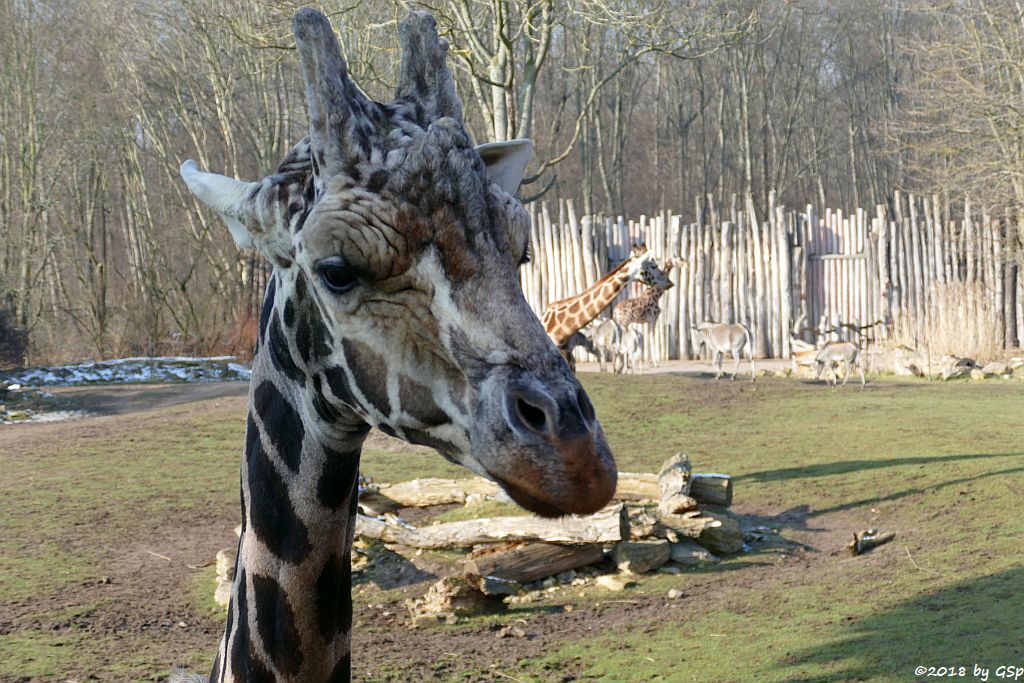 Rothschildgiraffe (Uganda-Giraffe, Baringo-Giraffe), Grévy-Zebra