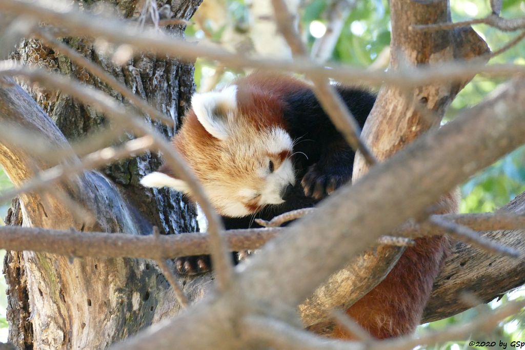 Westlicher Kleiner Panda (Westlicher Katzenbär, Nepalesischer Roter Panda)