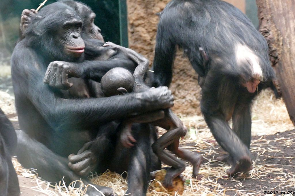 Bonobo (Zwergschimpanse)