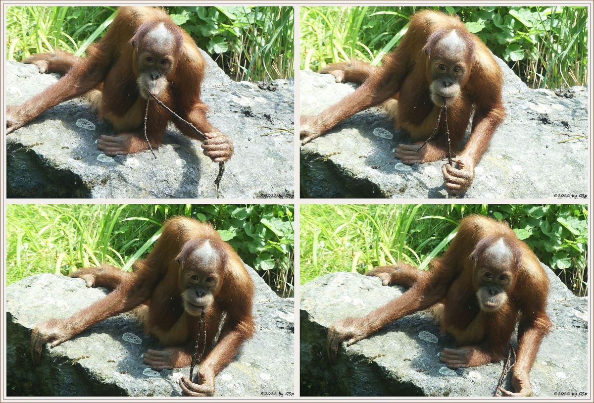 Sumatra-Orang-Utan