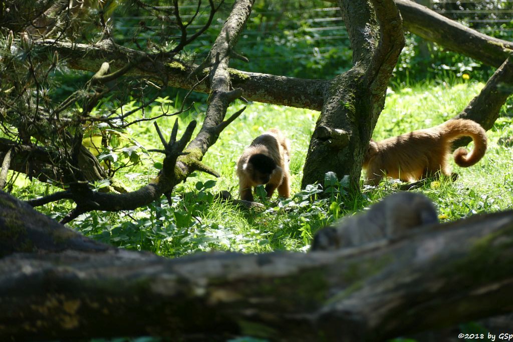 Haubenkapuzineraffe (Gehaubter Kapuziner, Apella)