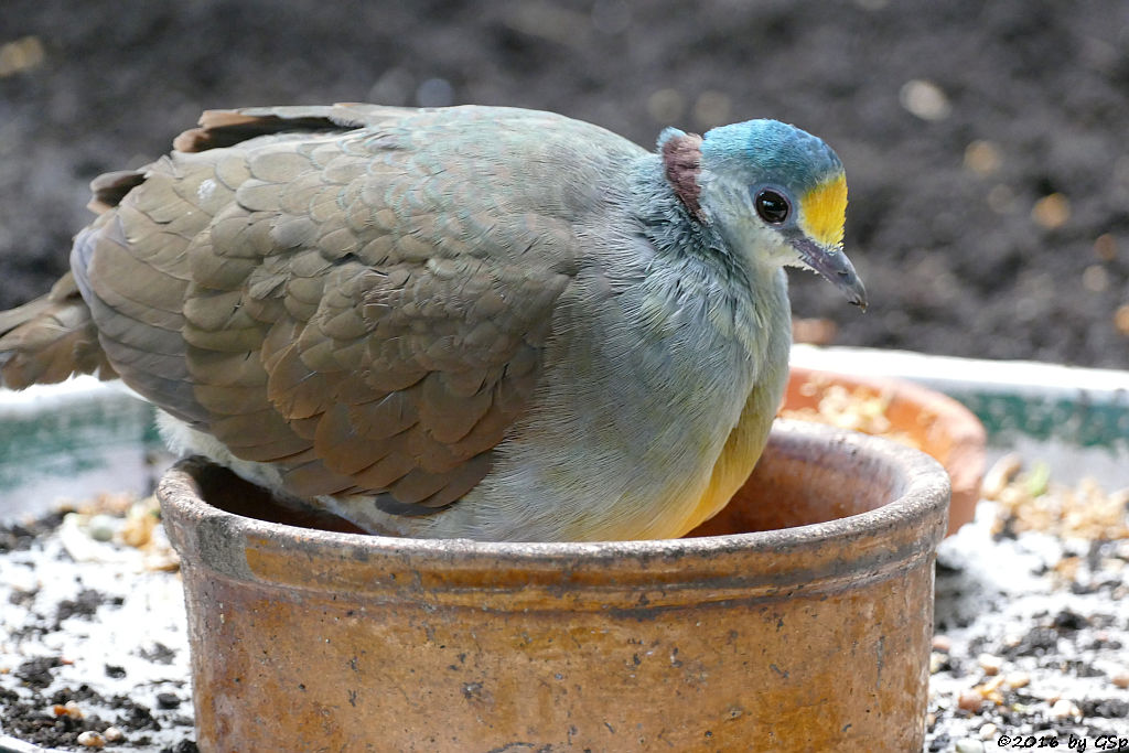 Hopftaube (Celebes-Gelbbrusterdtaube)