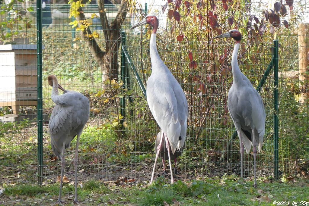 Indischer Saruskranich (Halsbandkranich)