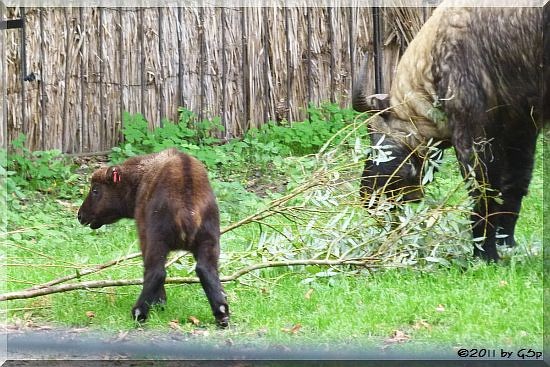 Mishmi-Takin, Jungtgier geb. am 17.6.11