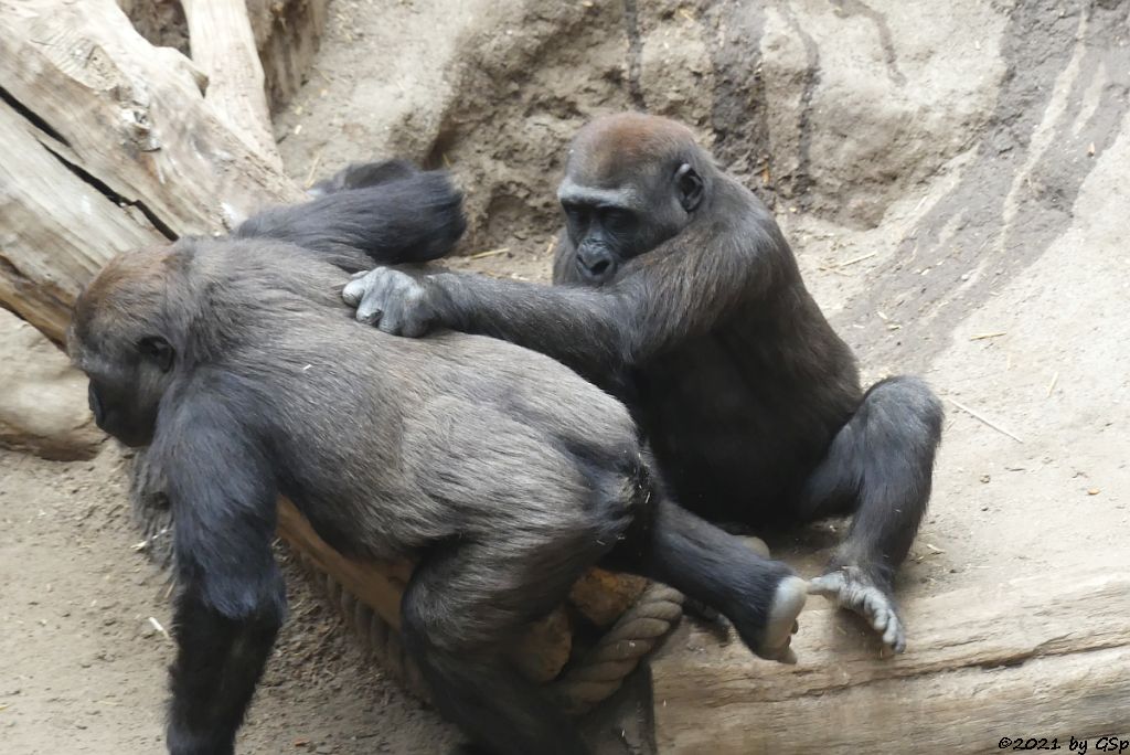 Westlicher Flachlandgorilla