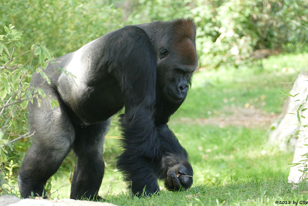 Flachlandgorilla ABEEKU