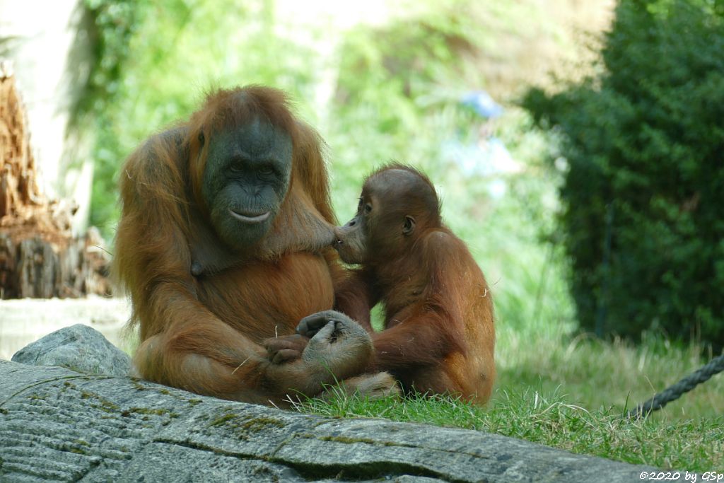 Sumatra-Orang-Utan