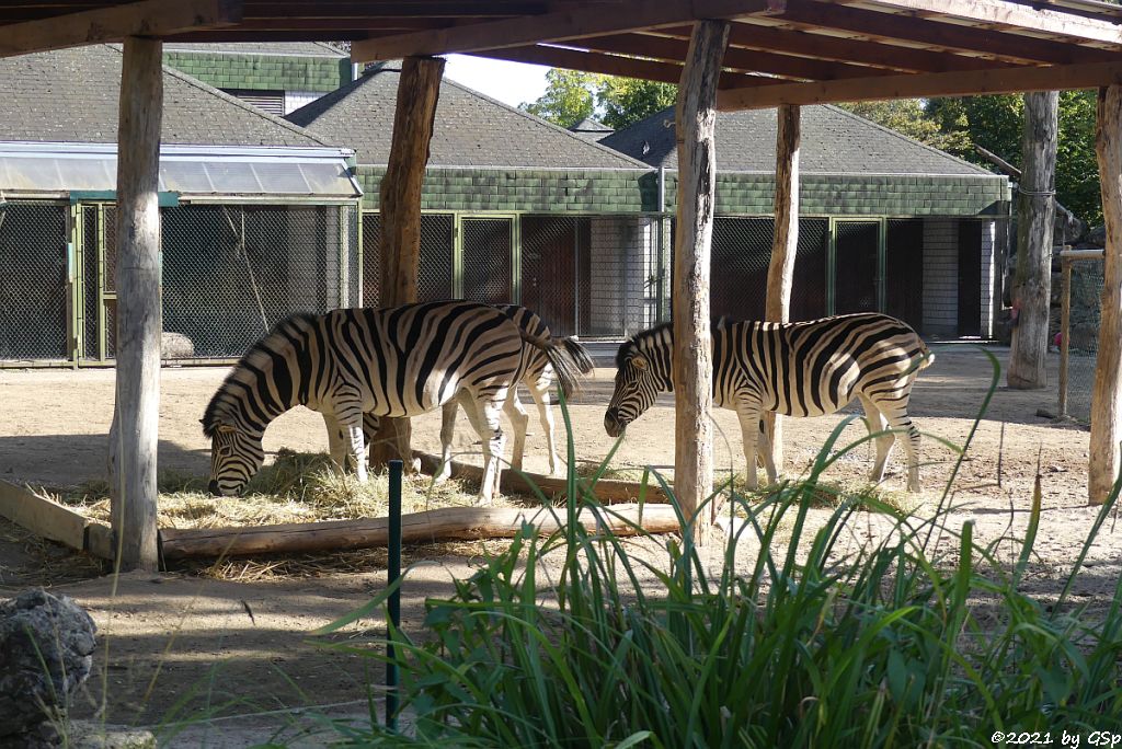 Burchell-Steppenzebra (Damara-Steppenzebra)