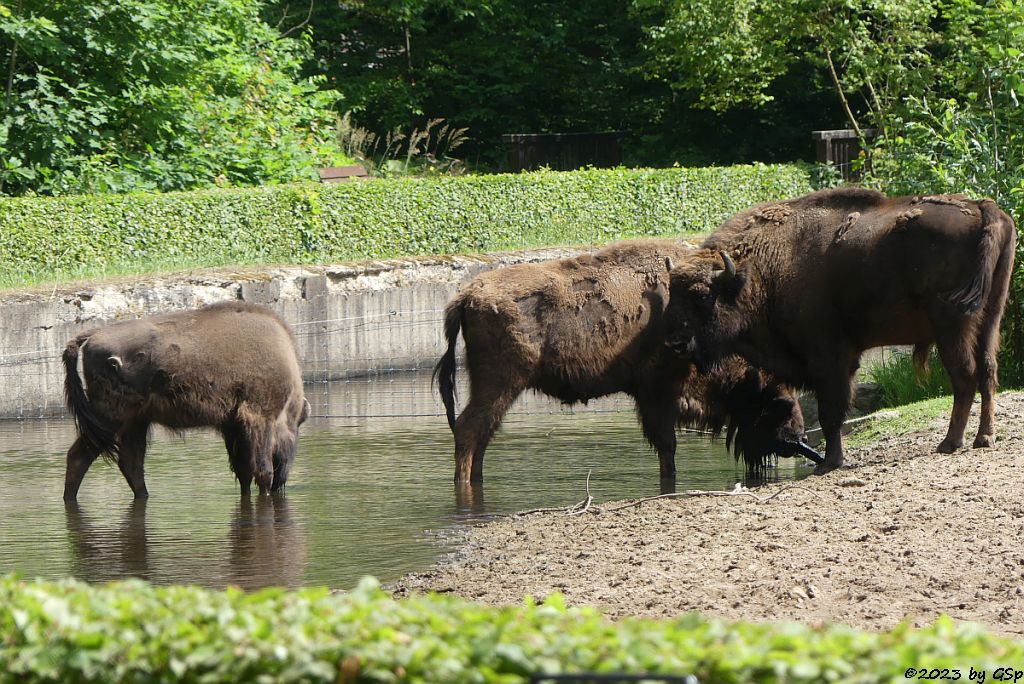 Wisent