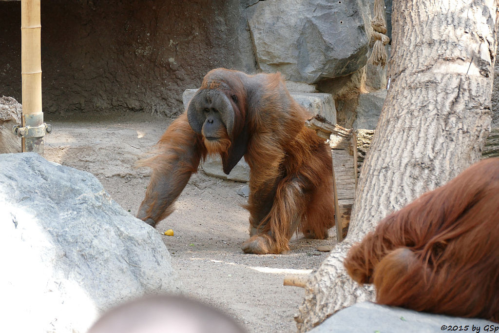 Sumatra-Orang-Utan TUAN