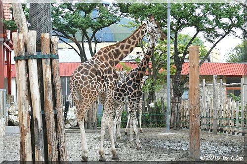 Rothschild-Giraffe