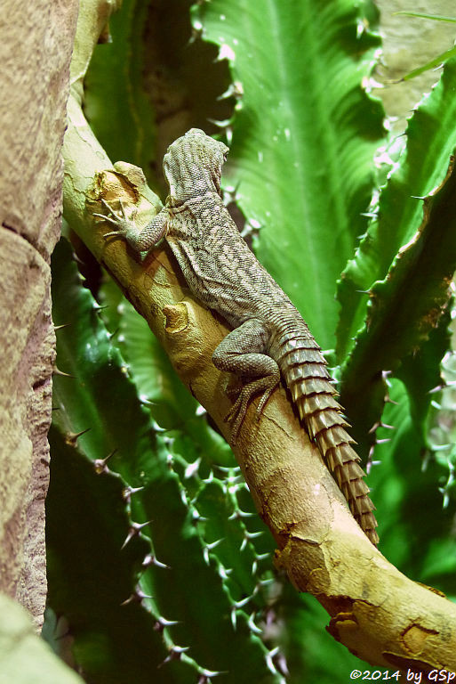 Großer Madagaskar-Baumleguan (Cuviers Madagaskarleguan, Rostroter Madagaskarleguan)