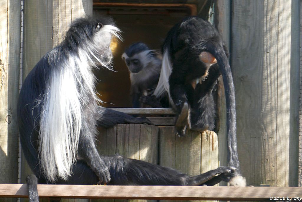 Tansania-Stummelaffe (Peters Angola-Guereza)