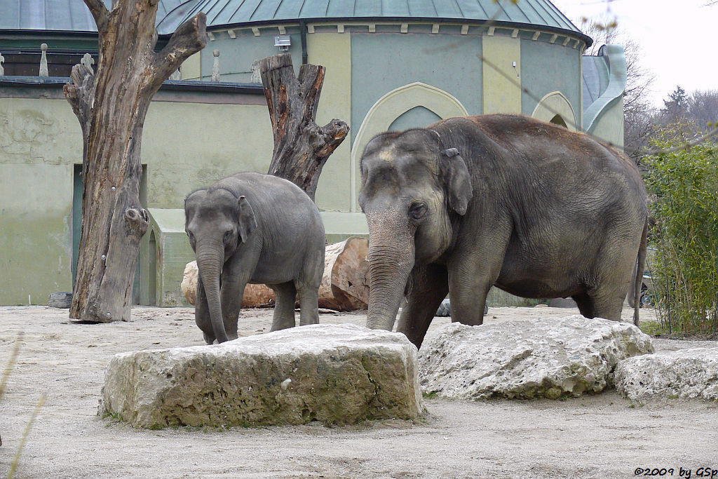 Asiatischer Elefant