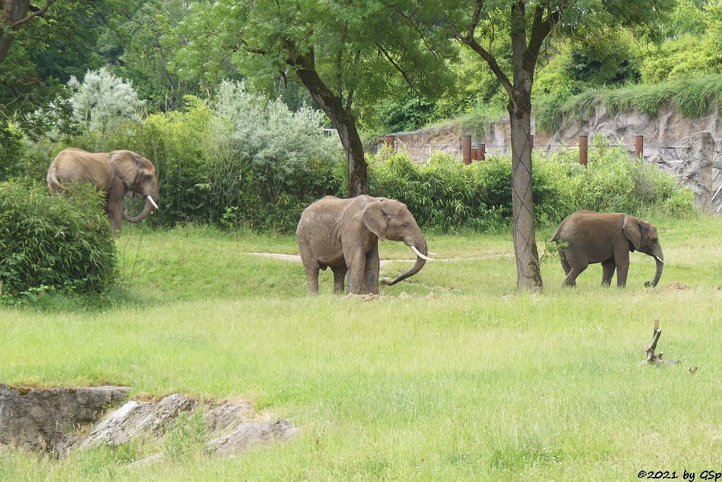 LILAK, TAMO, KARIBA