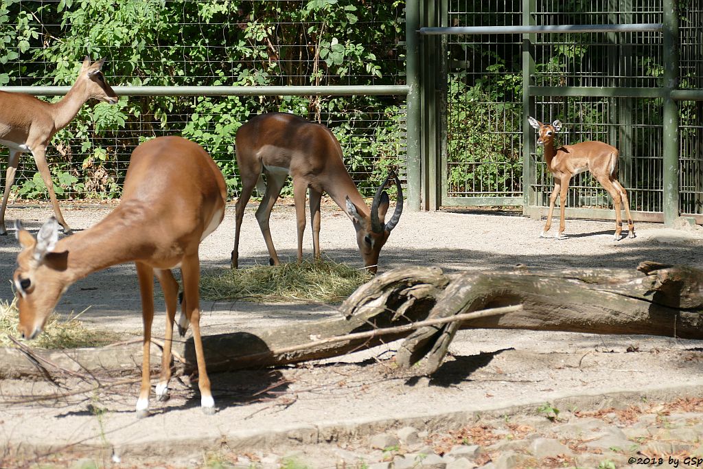 Gewöhnliche Impala (Schwarzfersen-Antilope), Jungtier geb. am 1.8.18