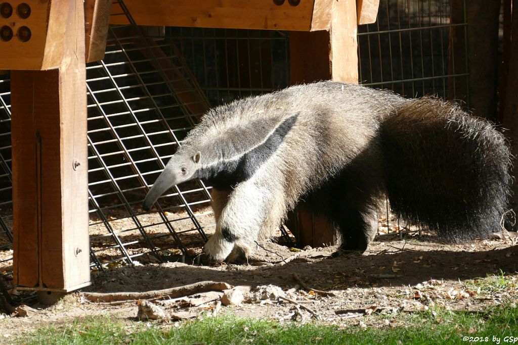 Großer Ameisenbär