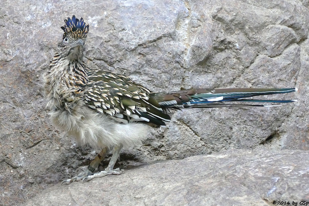 Großer Rennkuckuck (Wegekuckuck)