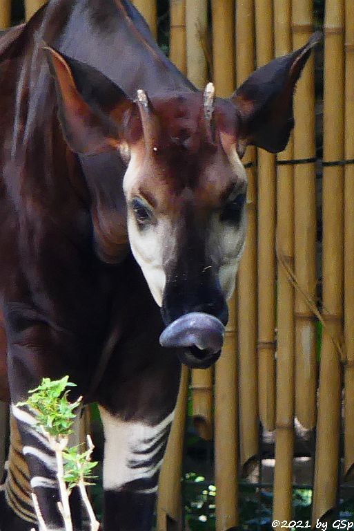 Okapi (Kurzhalsgiraffe, Waldgiraffe)