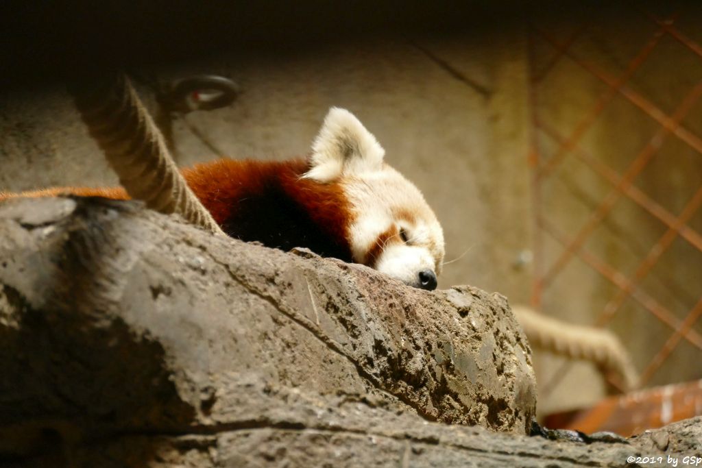 Westlicher Kleiner Panda (Westlicher Katzenbär, Nepalesischer Roter Panda)