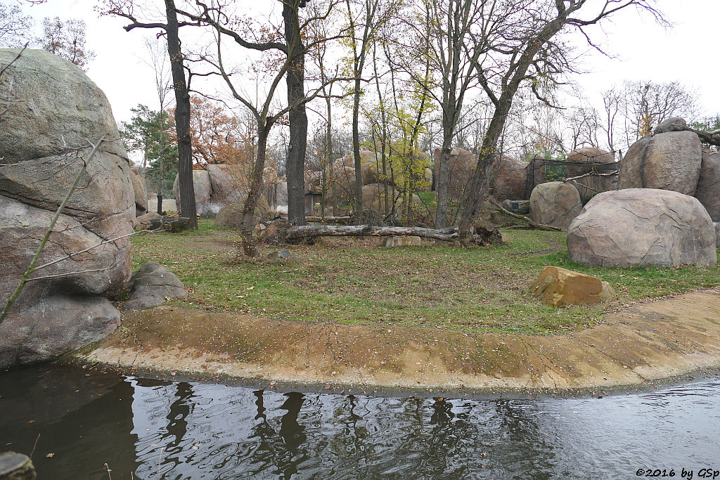 Ostafrikanisches Spitzmaulnashorn (Östliches Spitzmaulnashorn)