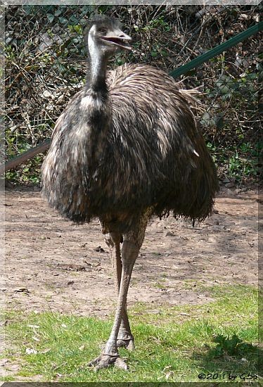 Emu