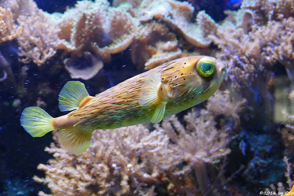 Braunflecken- (Ballon-)kugelfisch