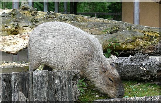 Capybara