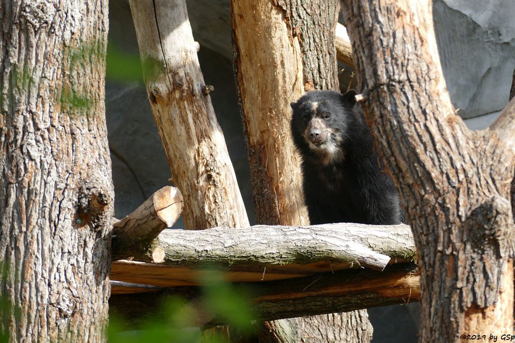 Brillenbär