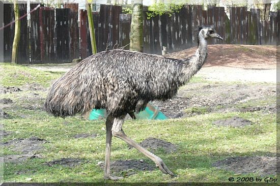 Emu