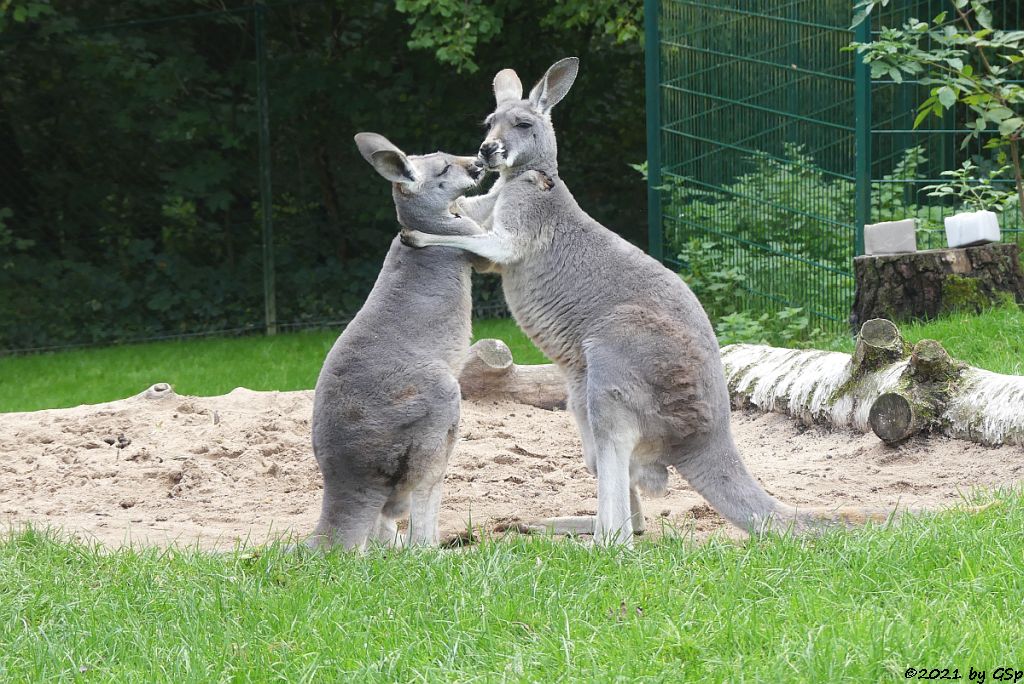 Rotes Riesenkänguru