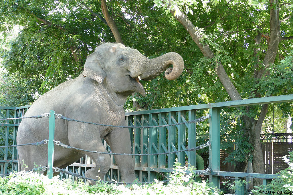 Asiatischer Elefant