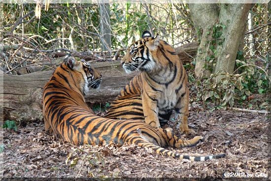 Sumatratiger ASIM und TARU am 06.03.12