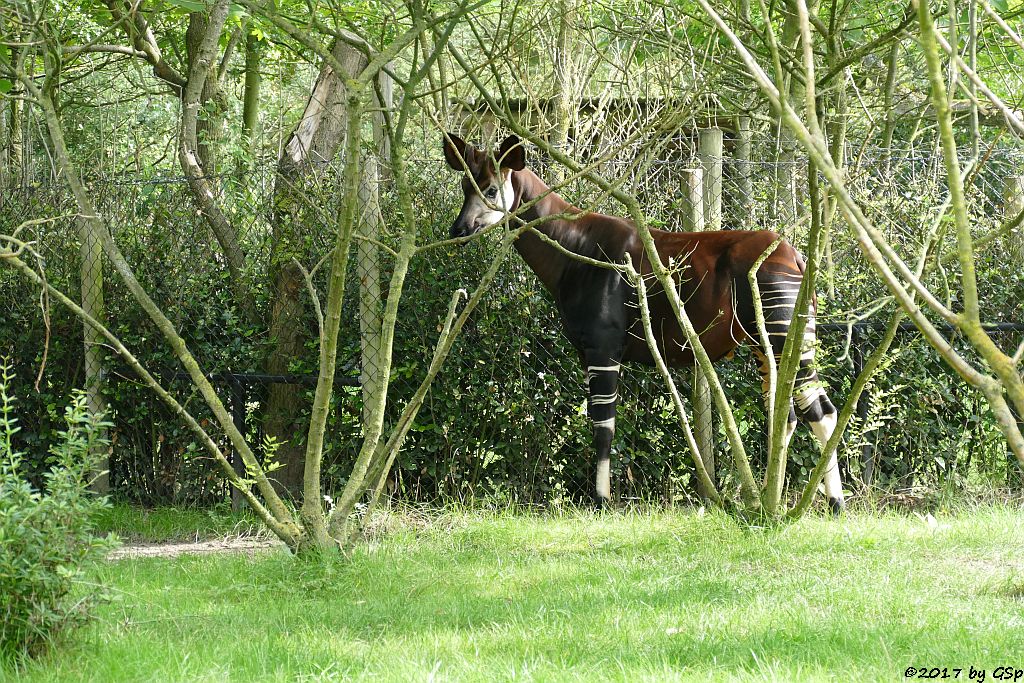 Okapi (Kurzhalsgiraffe, Waldgiraffe)