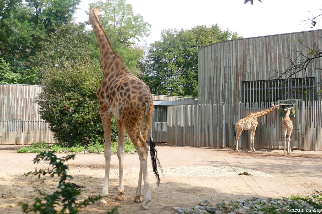 Kardofan-Giraffe