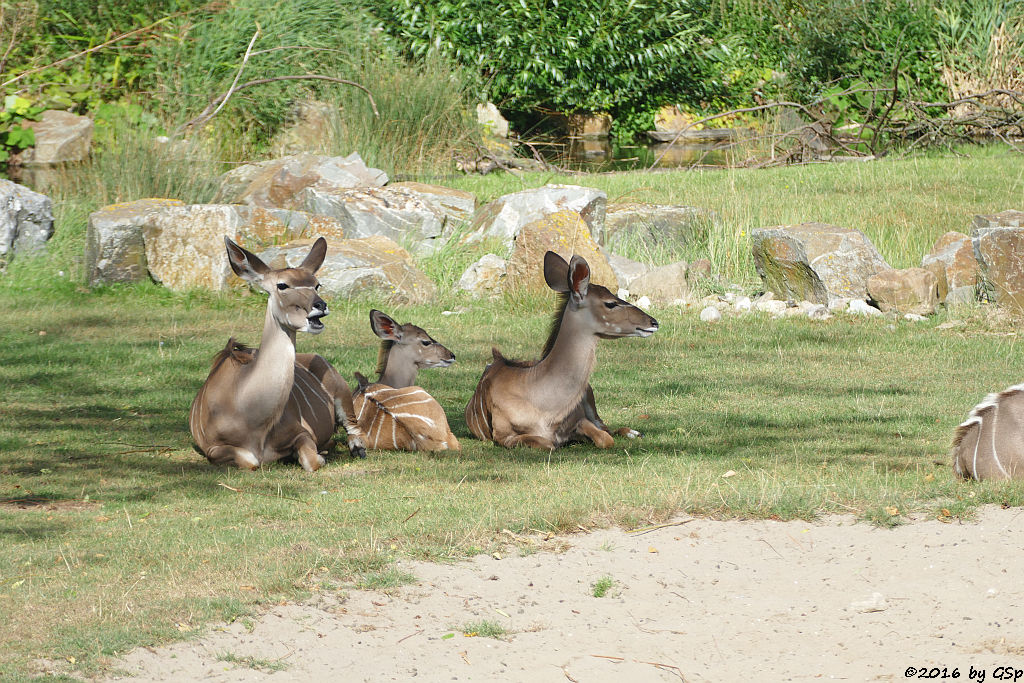 Großer Kudu