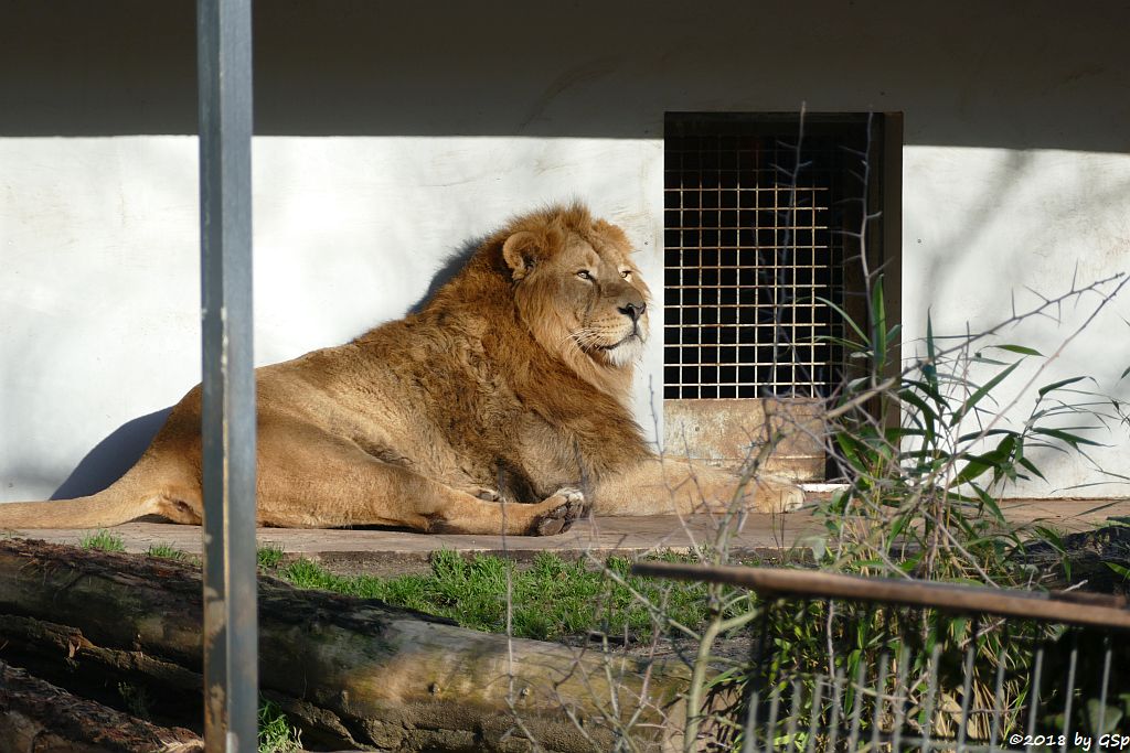 Asiatischer Löwe