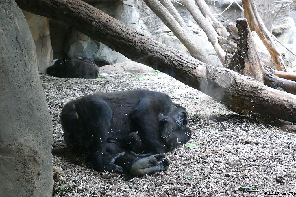 Flachlandgorilla DIAN mit Tochter XETSA, geb. 1.3.17 (7 1/2 Monate alt)