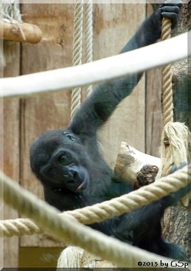 Flachlandgorilla GASIRA