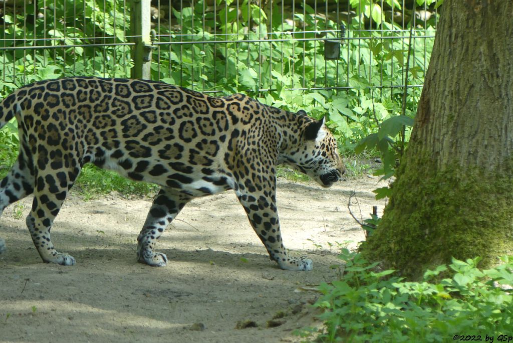 Jaguar