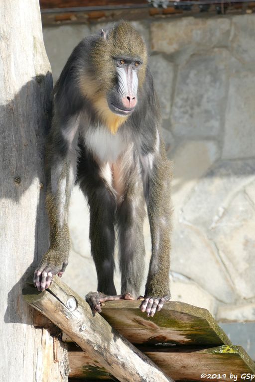 Mandrill