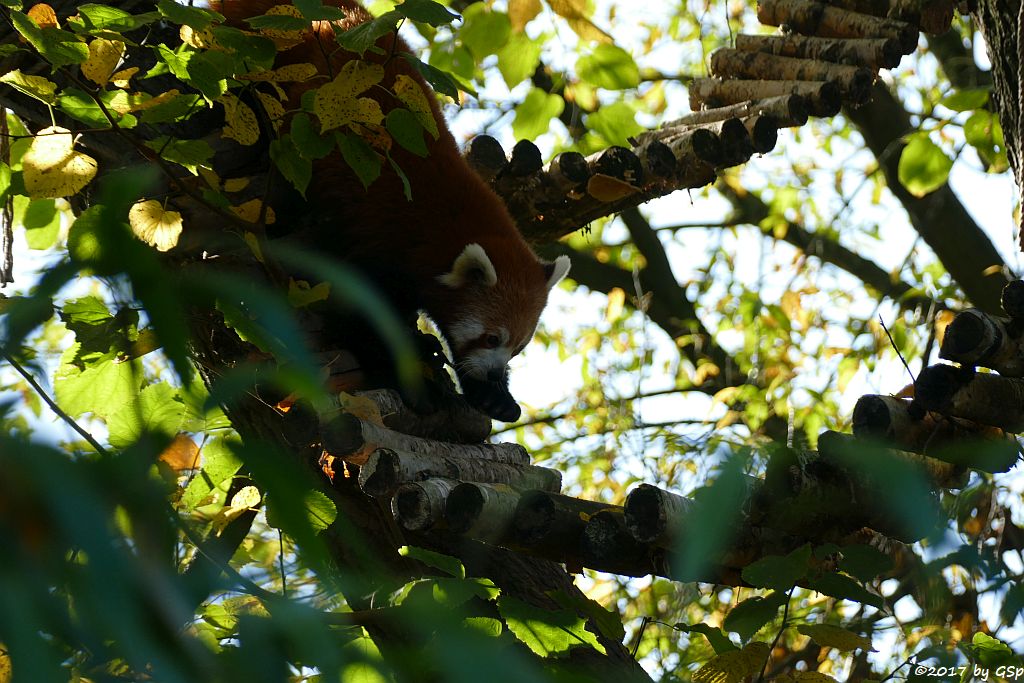 Westlicher Kleiner Panda (Westlicher Katzenbär, Nepalesischer Roter Panda)