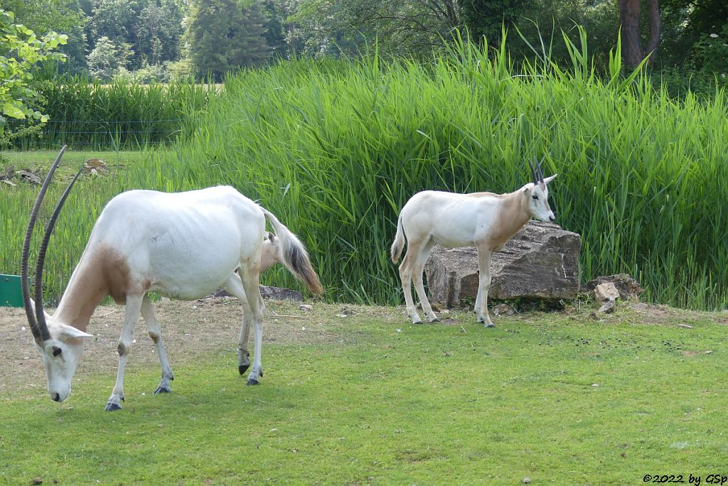 Säbelantilope