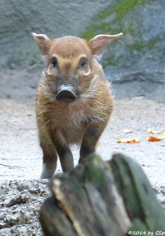 Pinselohrschwein, Jungtier geb. am 19.03.14