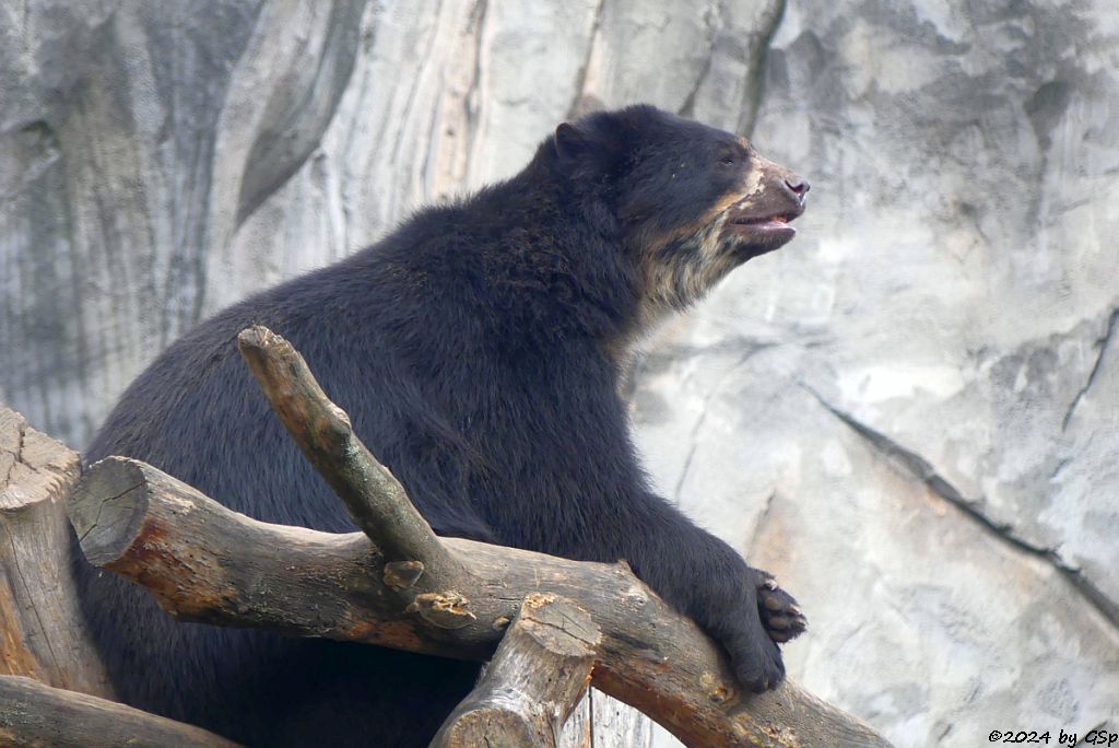 Brillenbär