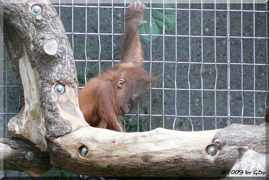 Sumatra-Orang-Utan