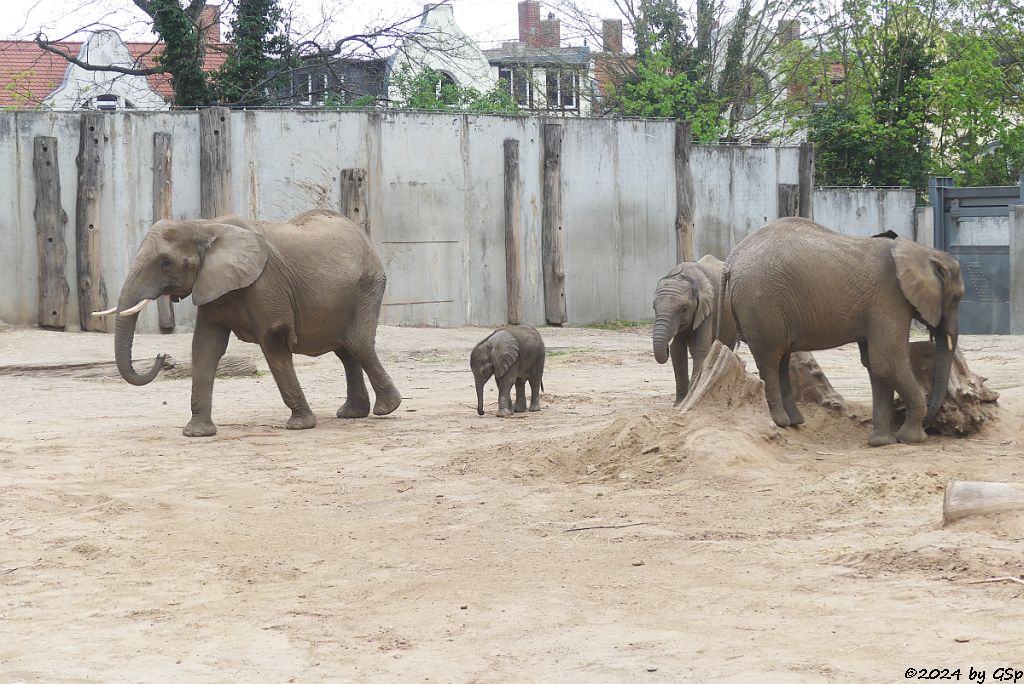 Elefanten Zoo Halle: 