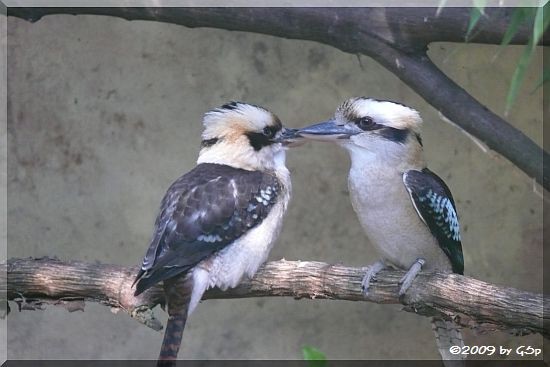 Kookaburra (Lachender Hans)