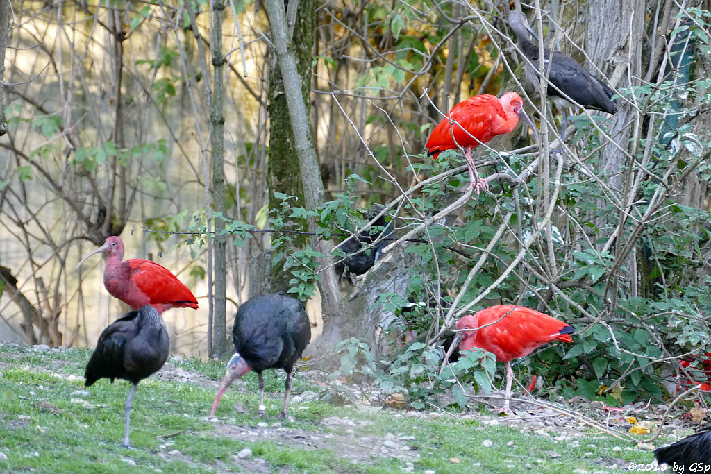 Brauner Sichler, Waldrapp, Scharlachsichler (Roter Sichler, Rotibis)