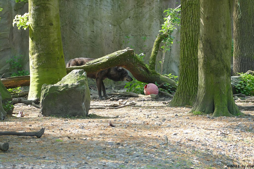 Westlicher Timberwolf (Mackenzie-Valley-Wolf)